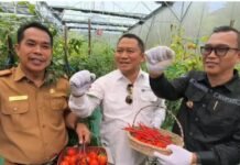 Panen Perdana Cabai Smart Farming di Kepahiang, Teknologi Bantu Petani Hadapi Perubahan Iklim Panen Perdana Cabai Smart Farming di Kepahiang, Teknologi Bantu Petani Hadapi Perubahan Iklim
