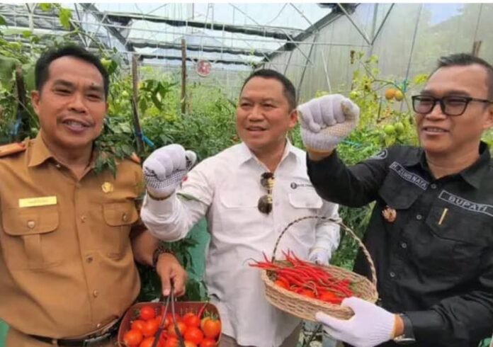 Panen Perdana Cabai Smart Farming di Kepahiang, Teknologi Bantu Petani Hadapi Perubahan Iklim Panen Perdana Cabai Smart Farming di Kepahiang, Teknologi Bantu Petani Hadapi Perubahan Iklim